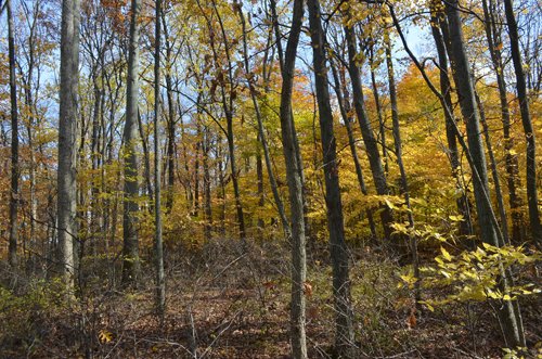 Property photo 34 - 75.3 Acres Offered in 2 Tracts